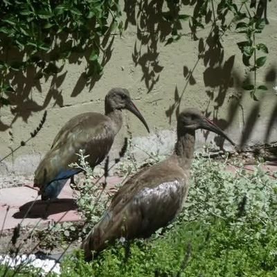 ToursduCap's profile picture. A parody of myself, the only blue ticks I care about are elsewhere and cost nothing.