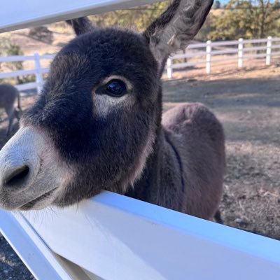 ShariAncona88's profile picture. 88A’s biggest fan 🏁