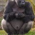 Silverback Cock 🔞🍆🤏🙈🙉🙊 (@silverbackcock) Twitter profile photo Silverback Cock 🔞🍆🤏🙈🙉🙊 (@silverbackcock) Twitter profile photo