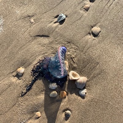 Fukyourpronouns's profile picture. 