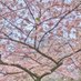 ImpossibleTree (@impossibletree_) Twitter profile photo ImpossibleTree (@impossibletree_) Twitter profile photo