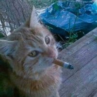 Vaka (@vakinhamumumu) 's Twitter Profile
