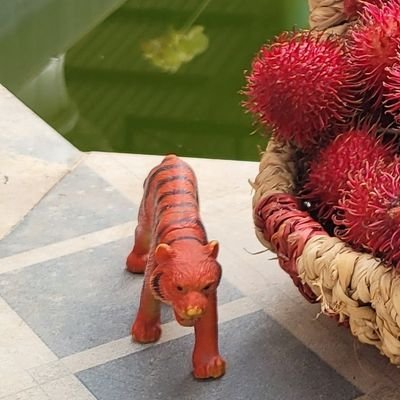 bachnhatvn's profile picture. Người Việt Nam