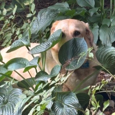 ChristineI220's profile picture. God. Family. Freedom. Loving Trump 47 as it feels like Christmas every day. No lists, No DMs or you get the #INSTABLOCK.