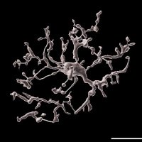 Changsheng Wei 魏昌盛 (@weichangsheng97) 's Twitter Profile