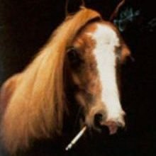 Daysh 🐴🚬さんのプロフィール画像
