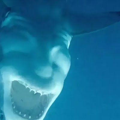Antonio66662772's profile picture. 