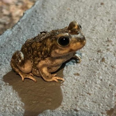 ember_skyes's profile picture. bye bye 💔💔 @omgurblack