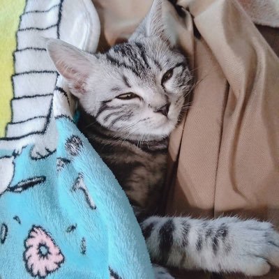 gura_fuka's profile picture.