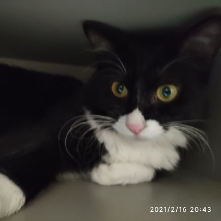 fish2008cat's profile picture. 飞面神教热干面分舵堂主