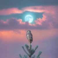 Amazing Nature (@amazingpicshq) 's Twitter Profile Photo