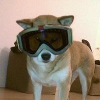 fetch (@puppfetch) Twitter profile photo