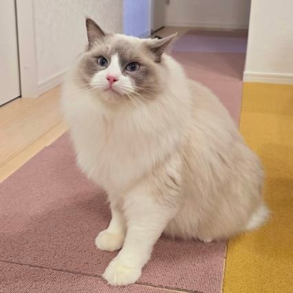 ペルシャ、ラグドールと暮らす猫アレルギー持ち🐱 念願の新築戸建マイホーム購入🏨 6年ぶりにビトマニ復帰💿️ / IIDX全白 / ★★ 24.51 / st4 / etc