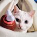 レオ🐱モンハンワイルズ (@_iro__iro_) Twitter profile photo レオ🐱モンハンワイルズ (@_iro__iro_) Twitter profile photo