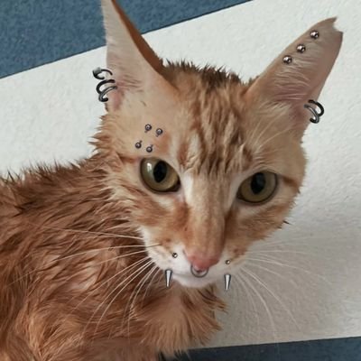 govnyuk115479's profile picture. 😺😺😺💩