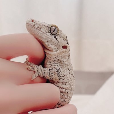 la_sanctuary_x's profile picture. ガーゴイルゲッコーのおこめ/オオバクチヤモリのかぼす/アカハライモリのあずきと暮らしてます◻️ハンドメイドシェルター販売中 La Sanctuary -ラ•サンクチュアリ- 公式ショップはこちら☟オーダーメイドも受付中です DMよりお問い合わせください