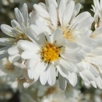 Numpus Chaiparee (@numpuschaiparee) 's Twitter Profile