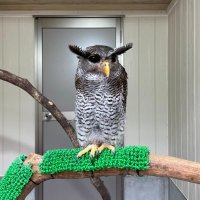 もももん🦉勉強資格垢 (@m0m0m0nchan) 's Twitter Profile