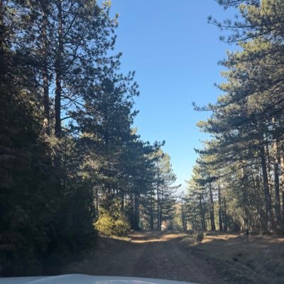 AdaLimunAda's profile picture. 