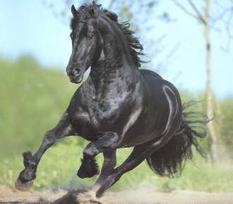 i love paarden