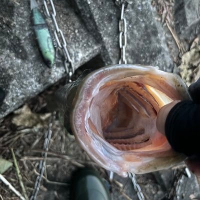 PONdeCAT666's profile picture. 息子＆娘とバス釣りしてます_(┐「ε:)_🐟 今年最高は53cm╰( ⍢ )╯