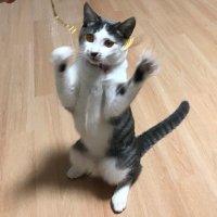 ねこでもできる投資 (@nekodeki) 's Twitter Profile
