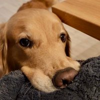 ゆずゴールデンレトリバー (@yuzugoldendog) 's Twitter Profile