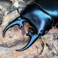 爬虫両生類 昆虫ショップD.N.A_昆虫垢 (@dna_mushi) 's Twitter Profile Photo 爬虫両生類 昆虫ショップD.N.A_昆虫垢 (@dna_mushi) 's Twitter Profile Photo
