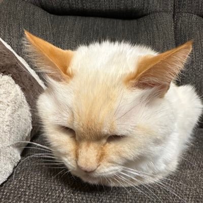 HalIchibansen's profile picture. 初老のGさん バイク 旅 車 猫 基本ダイレクトメッセには返信しませんのでご容赦願います