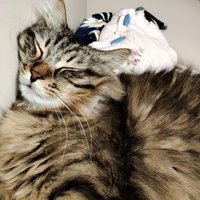 はね (@qxdvg) Twitter profile photo