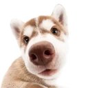 Bee Van - @Bee04van - Twitter