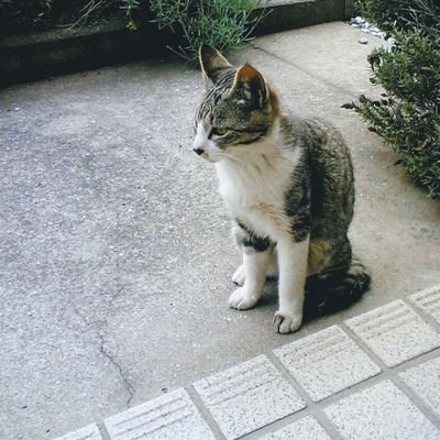 tonkatsu_tonko's profile picture. 