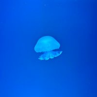 ガヌ🍀 (@prprgngng) 's Twitter Profile