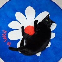 까만고양이 밀레🕯 (@happymille1001) 's Twitter Profile Photo