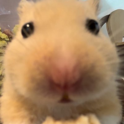 kai 🐹さんのプロフィール画像