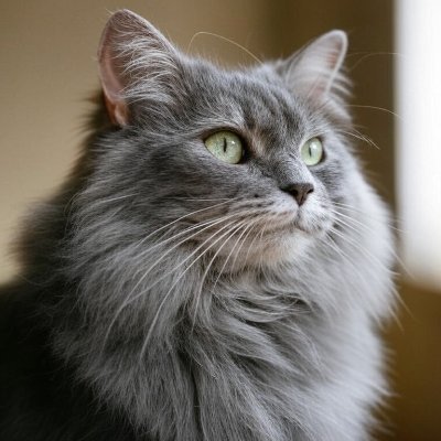 iba042471197's profile picture. 森林関係のお仕事/web地図普及したい/山形全力応援/猫派/歴史