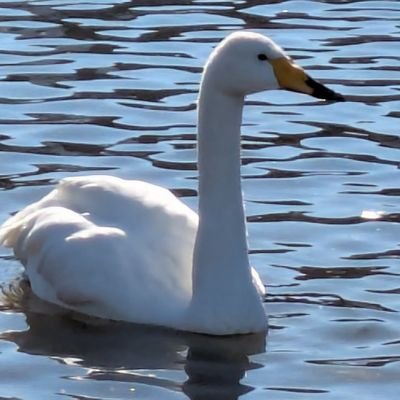 MFuJslS2e858228's profile picture. 怪我をした白鳥さんを見守りの個人記録用アカウント。白鳥さんの体に悪い食べ物は与えないようにしましょう！何千㌔も飛んできた白鳥さんを優しく見守ってくれる人が増えますように🙏