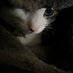 ねこ (@blnq168msqouoba) Twitter profile photo ねこ (@blnq168msqouoba) Twitter profile photo