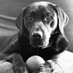 Rhonda Wormser (@2labradorgirl) Twitter profile photo Rhonda Wormser (@2labradorgirl) Twitter profile photo