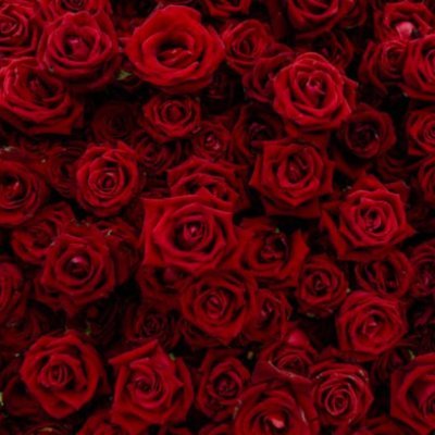 xrosenberg33's profile picture. 