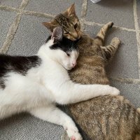 Cygi (@cygi___) 's Twitter Profile