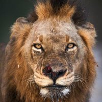 Ruthless (@mrtmapogo001) 's Twitter Profile Photo Ruthless (@mrtmapogo001) 's Twitter Profile Photo