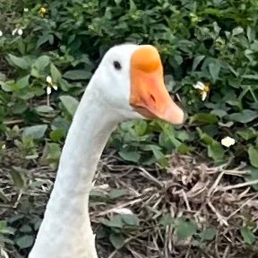 nksu_ps's profile picture. マドリディスタ/フォロー失礼します