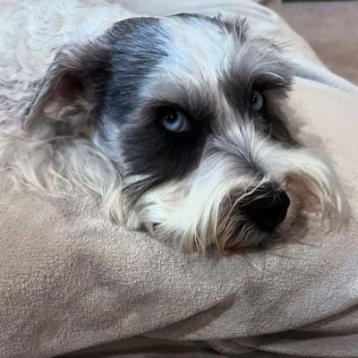 SY_10969's profile picture. ONE OK ROCK大好き❣️かなり大人OORer❤️‍🔥
2018 Ambitionsから始まり、Orchestra, EOTS, LD, VS, Super Dry, Premonition World Tour @味スタ・高雄🇹🇼, 豊洲,B'z UNITE参戦