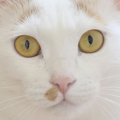 飯テロと写真撮影が趣味のNikon党。使用カメラはZ9とZ50。官民問わず艦船ヒコーキ車輌等を撮るのが楽しい。時々風景も撮るよ。
ダラダラつぶやいたり毒を吐いたりするので気をつけて。
#ど正面愛好会
避難先
https://t.co/PKiJJngayf