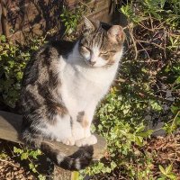 9 Lives And Counting (@arsekat) 's Twitter Profile Photo 9 Lives And Counting (@arsekat) 's Twitter Profile Photo