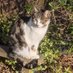9 Lives And Counting (@arsekat) Twitter profile photo 9 Lives And Counting (@arsekat) Twitter profile photo