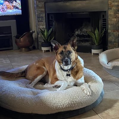 pamheg21's profile picture. Christian, Pro-Life, 2A. Dogs should be in charge of everything:)