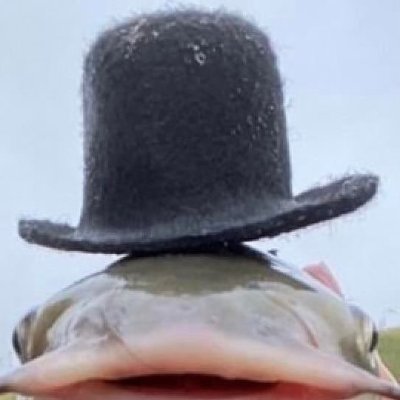 Tortutrigo's profile picture. 