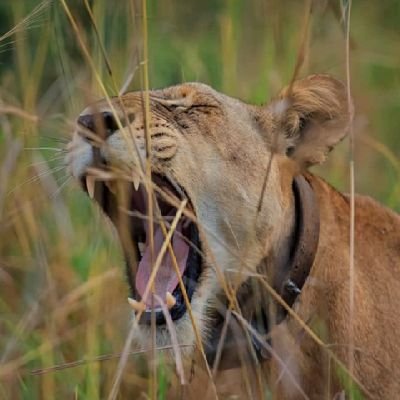 I am a wildlife conservationist environmental conservationist, and climate change activist